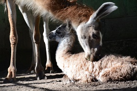 26AGO14 Llama en el zoologico WV 7
