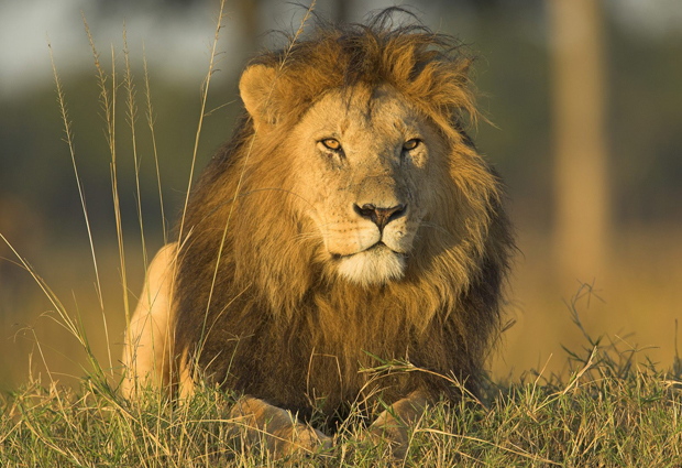 african-lion-masai-mara-national-reserve-kenya2