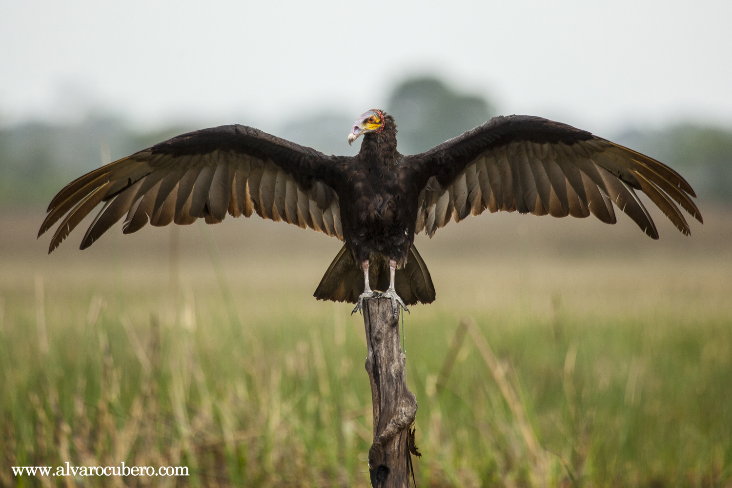 08-zopilote-cabeza-amarilla-humedal-medio-queso-los-chiles