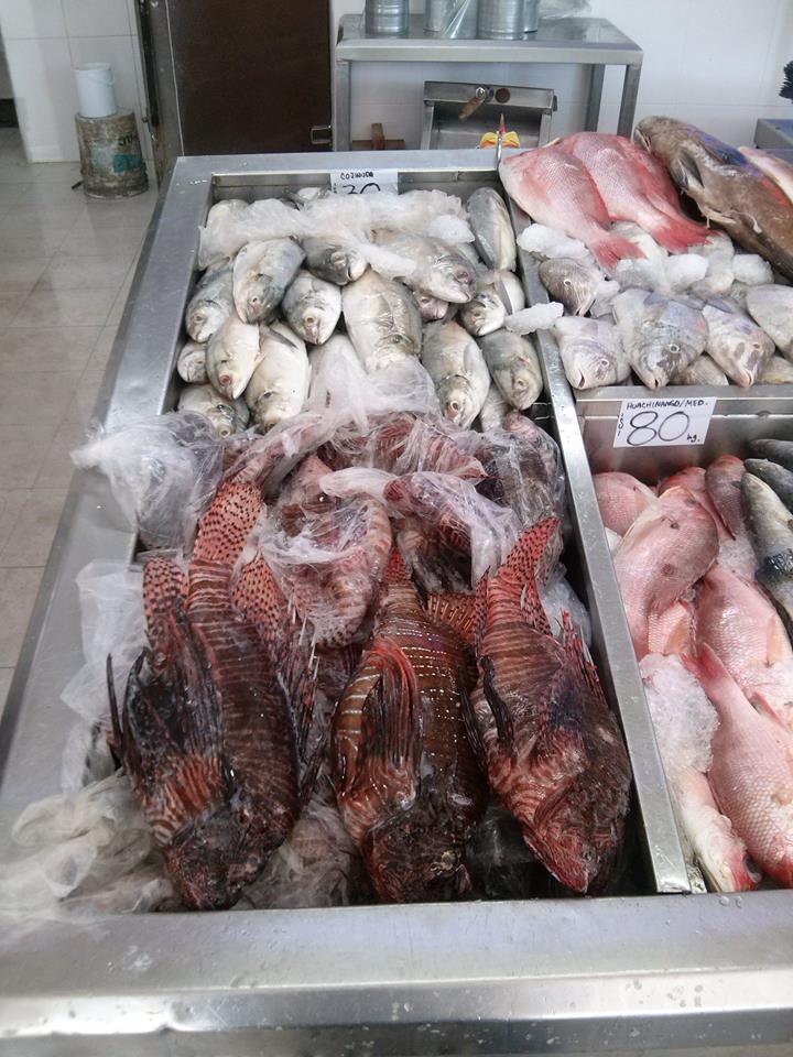 12111977_463182503866118_6477083189158176630_n