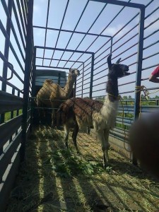 75f151b2-8c8c-49a3-9eae-13e3138b76a5