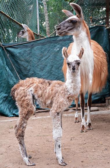 934dfafd-21a9-4d14-87b9-e09aa1410db2