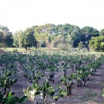 SONY DSC