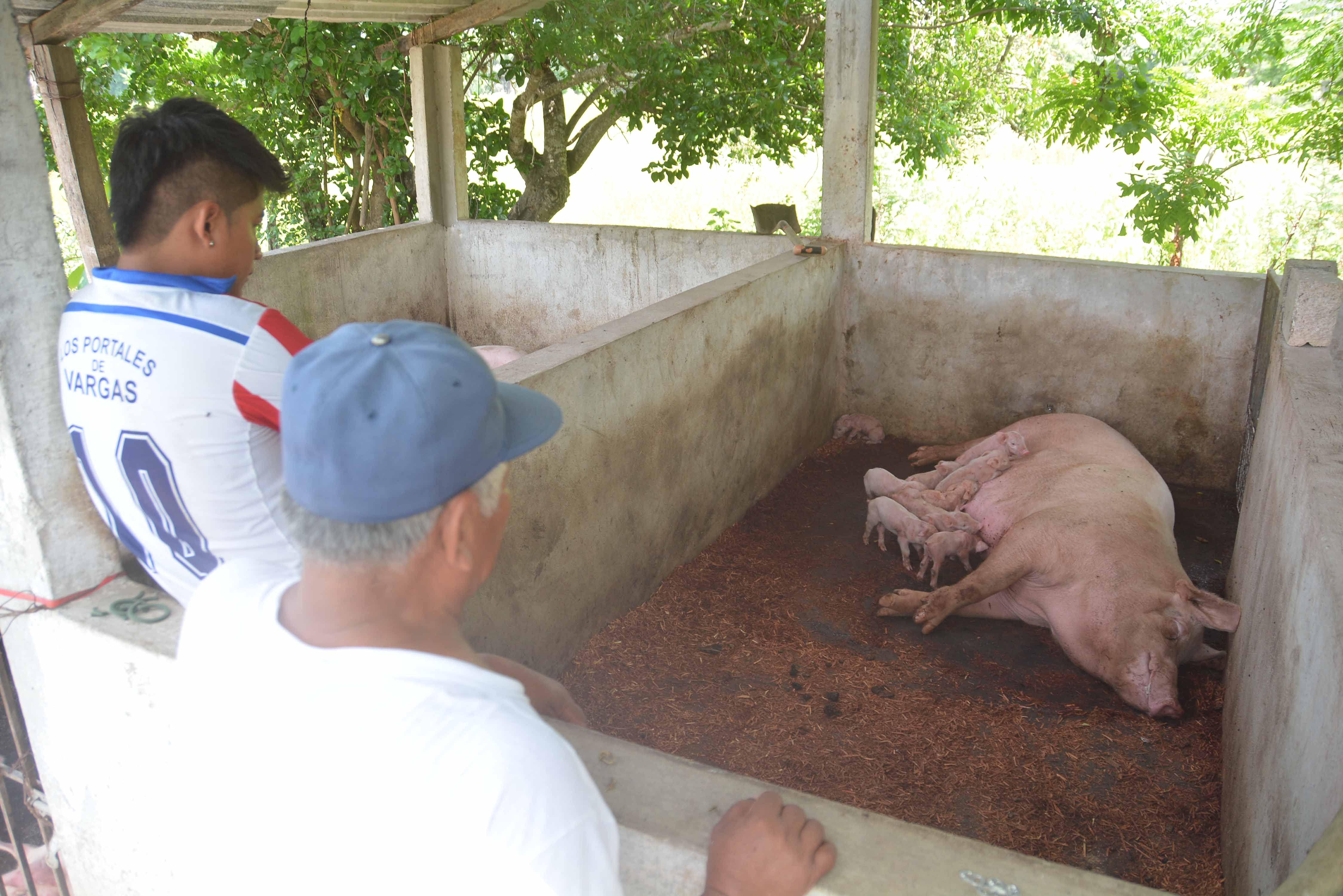 granjasPORCICOLAS (6)