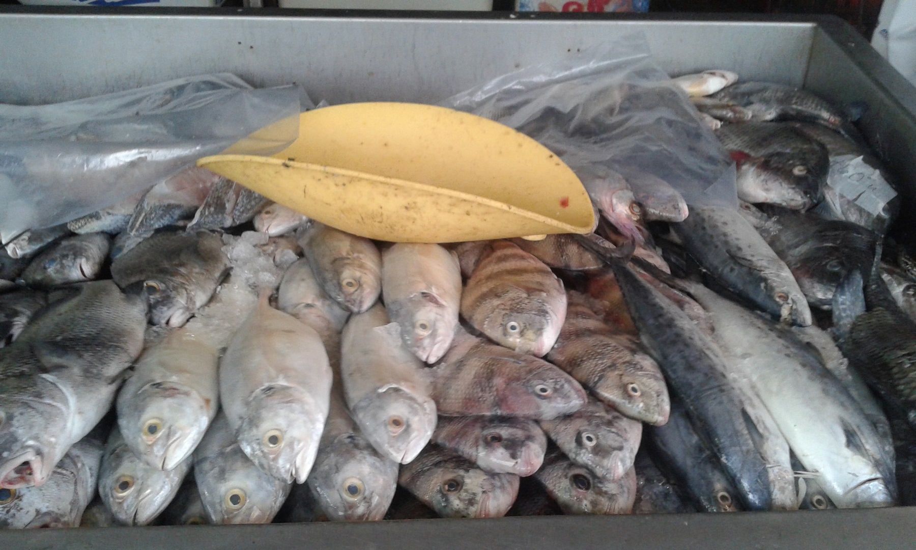FOTO PESCADERIA (1)