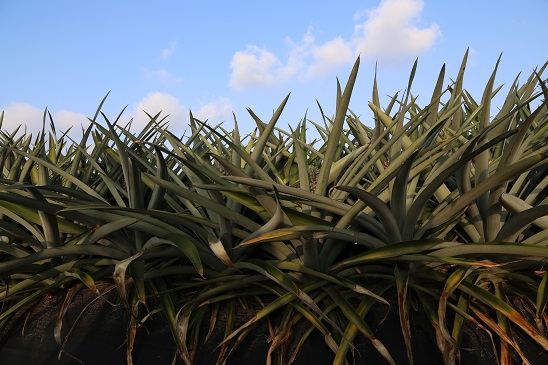A nivel nacional, Veracruz ocupa el primer lugar en producción de Piña (1)