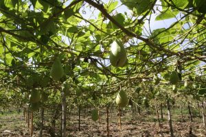 Veracruz, principal productor de Chayote en México (2)