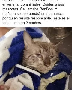 121613567_4335744503106601_1517084742647516885_o