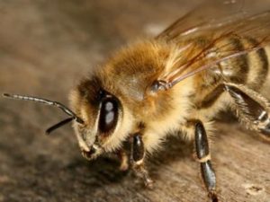 abejas_colombianas_se_africanizaron_0